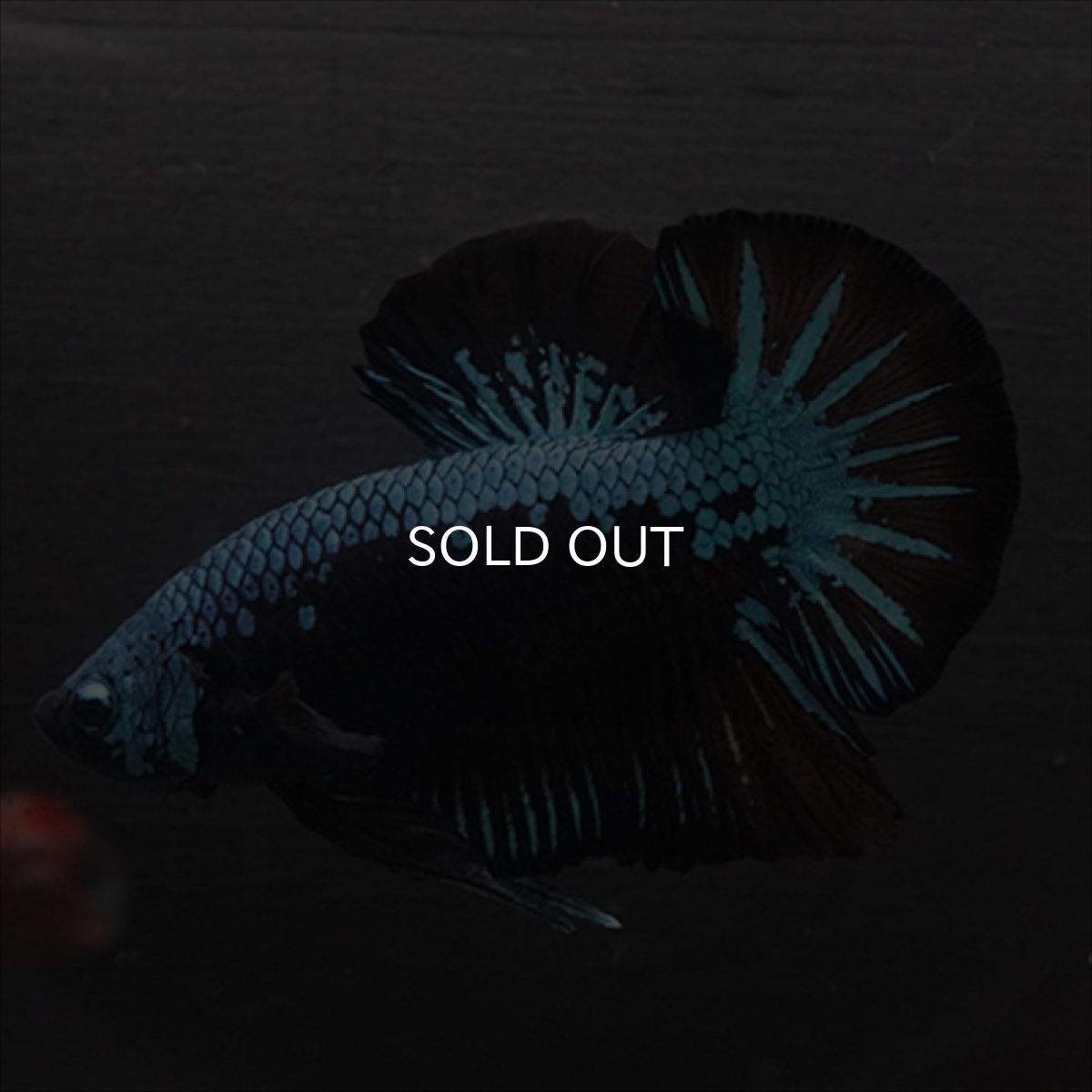 画像5: HMPK　ブルーブラックサムライ (5)