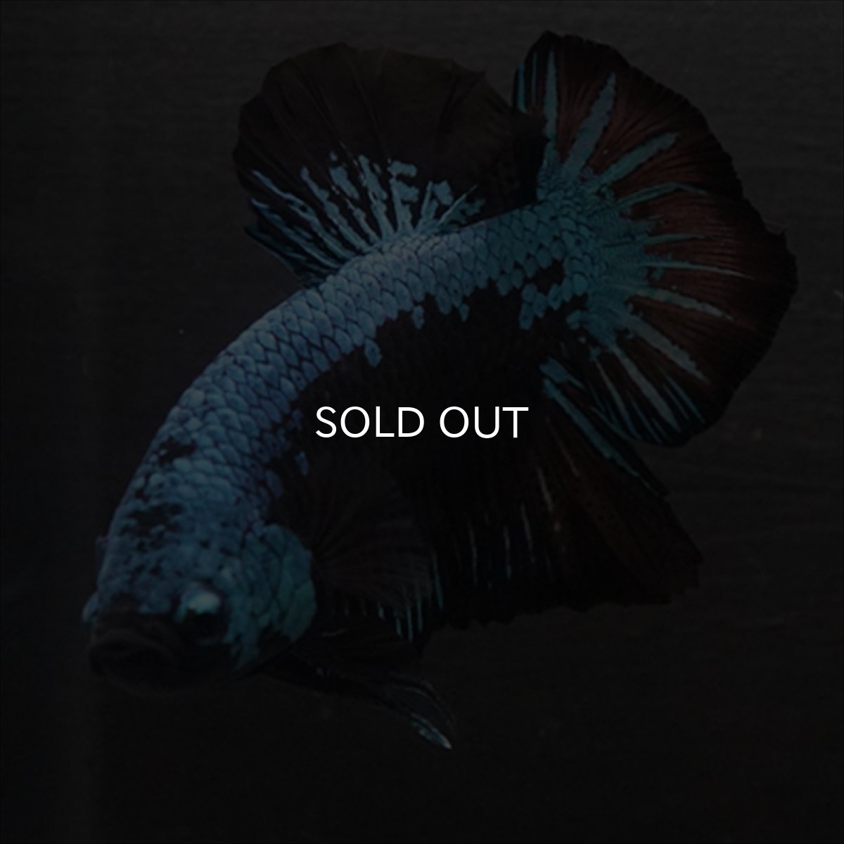 画像4: HMPK　ブルーブラックサムライ (4)