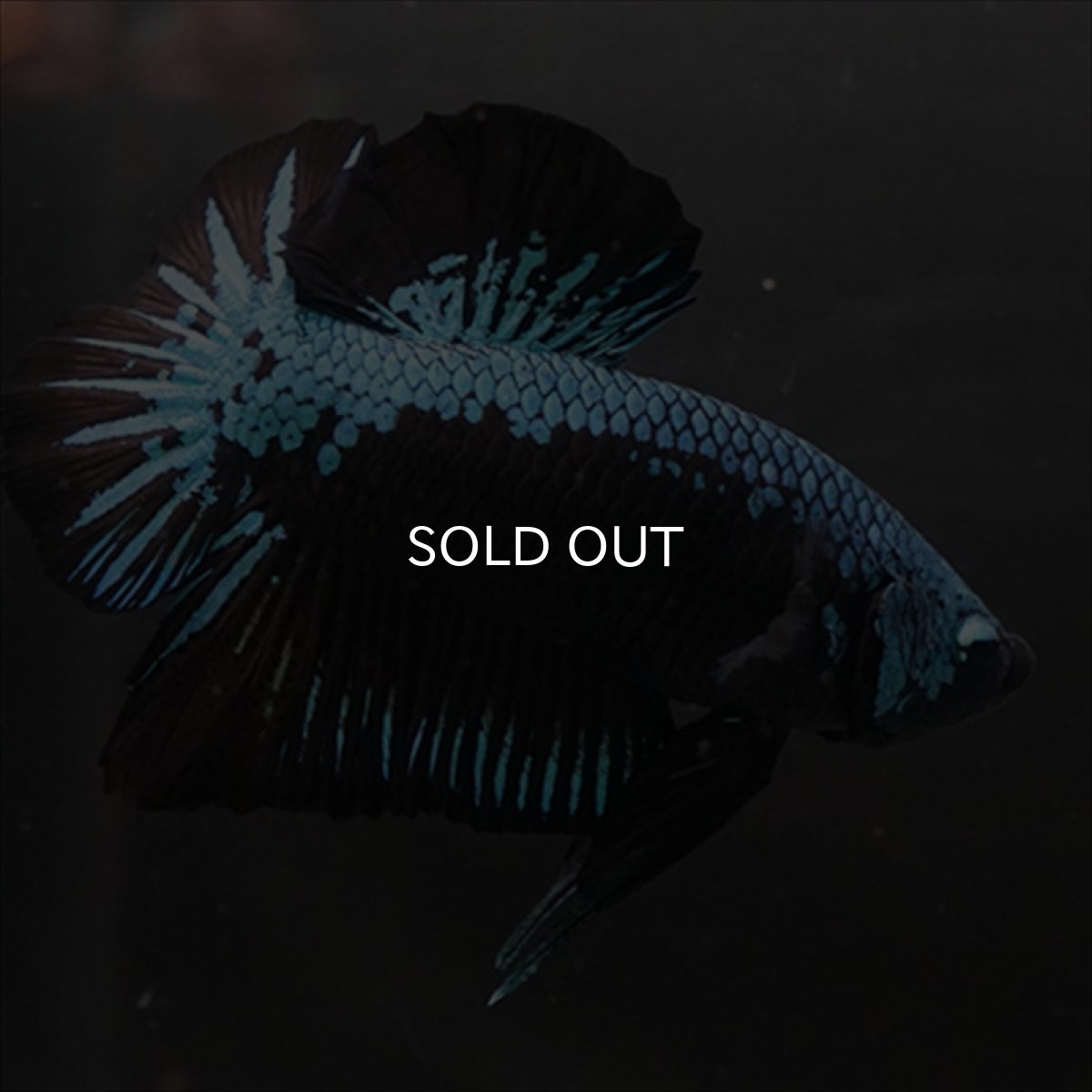 画像3: HMPK　ブルーブラックサムライ (3)