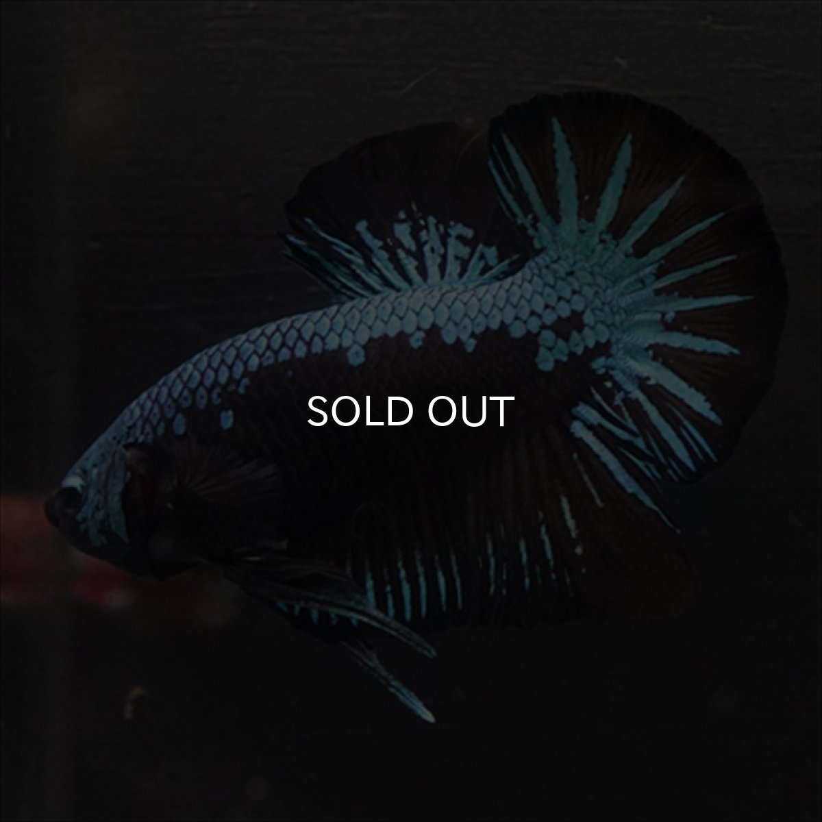 画像2: HMPK　ブルーブラックサムライ (2)