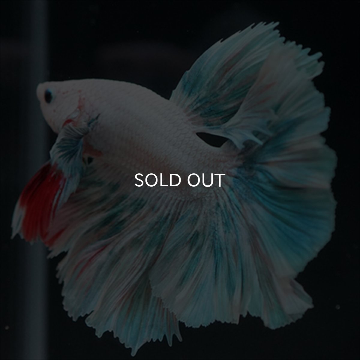 画像4: HM　ファンシー　ローズテール (4)