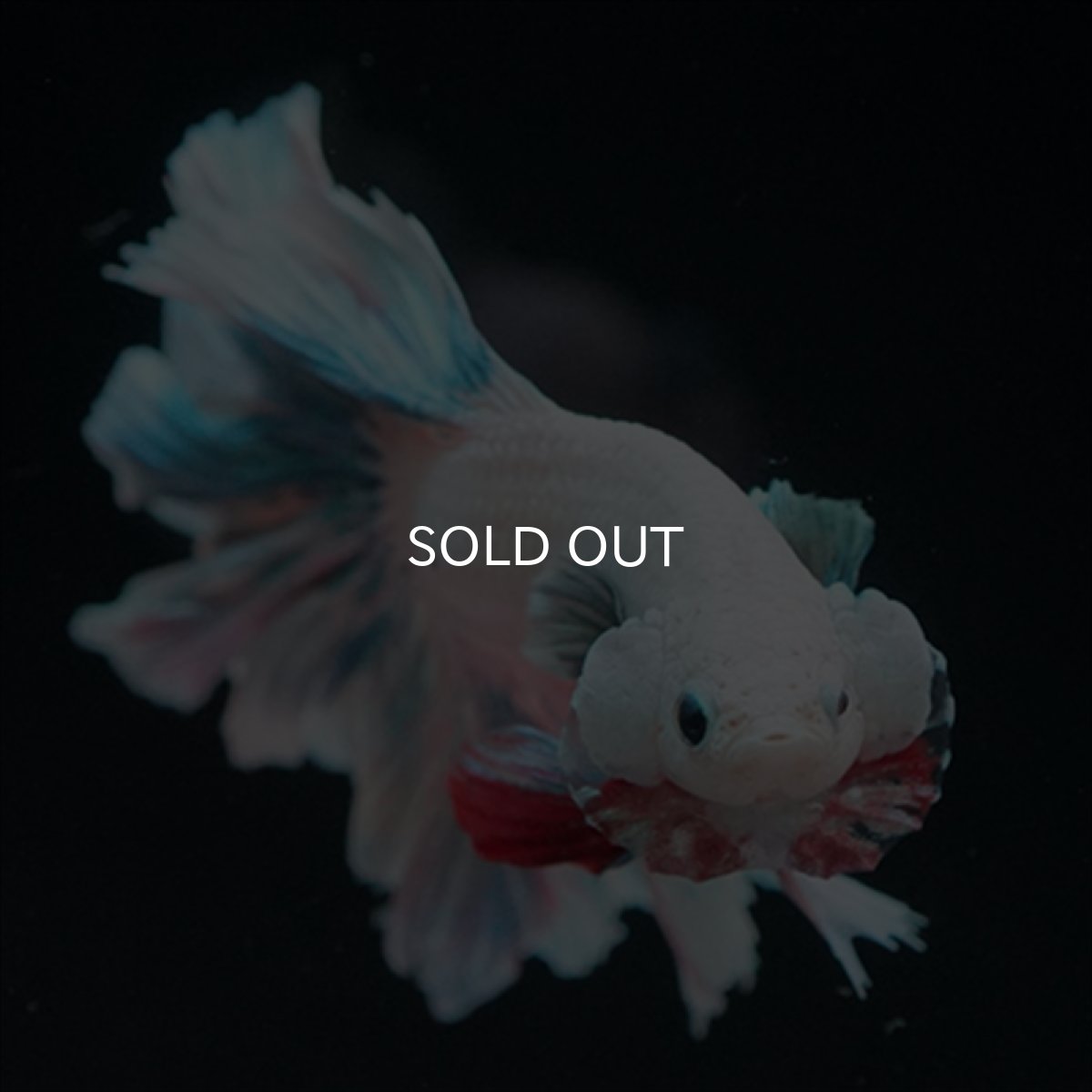 画像3: HM　ファンシー　ローズテール (3)