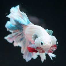 画像3: HM　ファンシー　ローズテール (3)