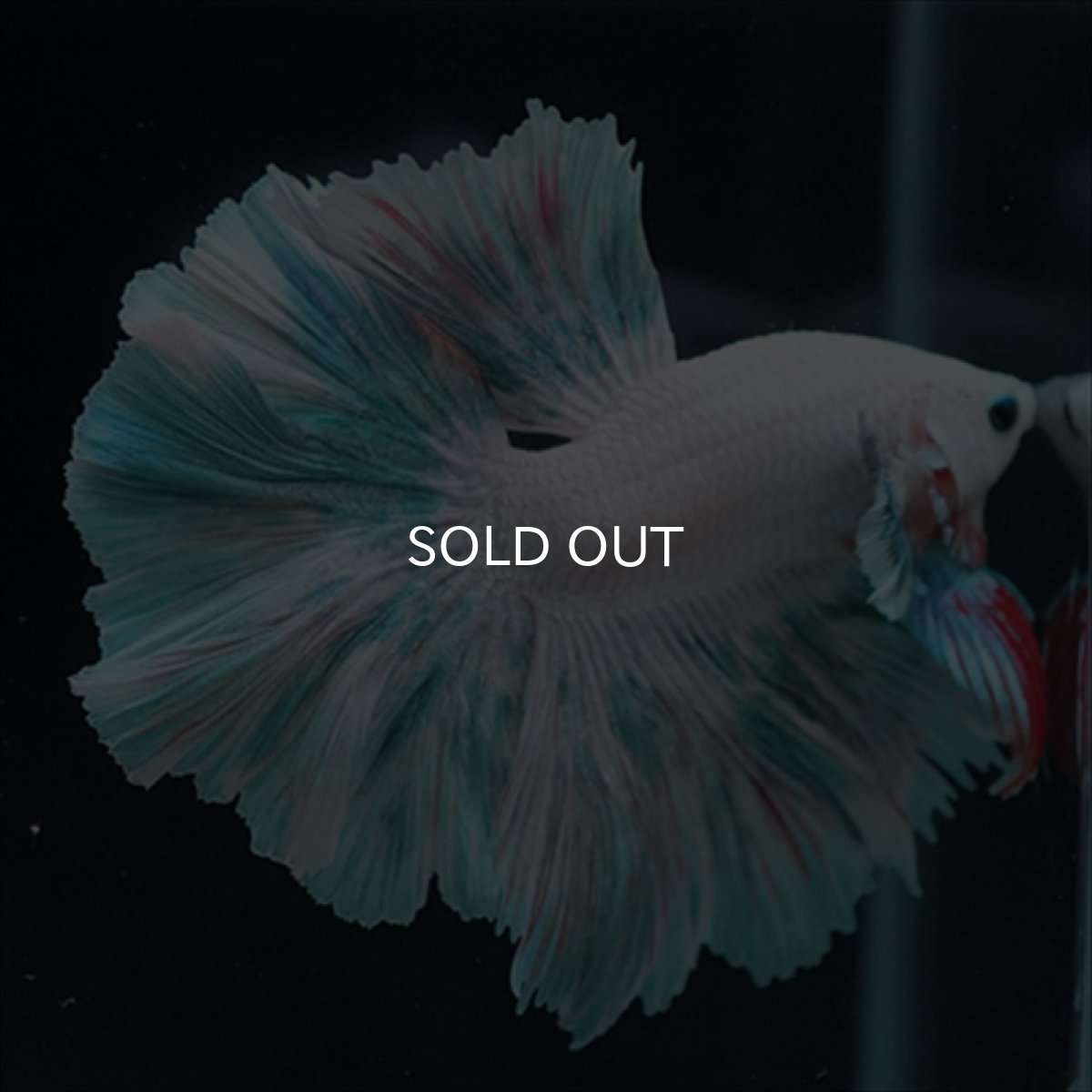 画像2: HM　ファンシー　ローズテール (2)