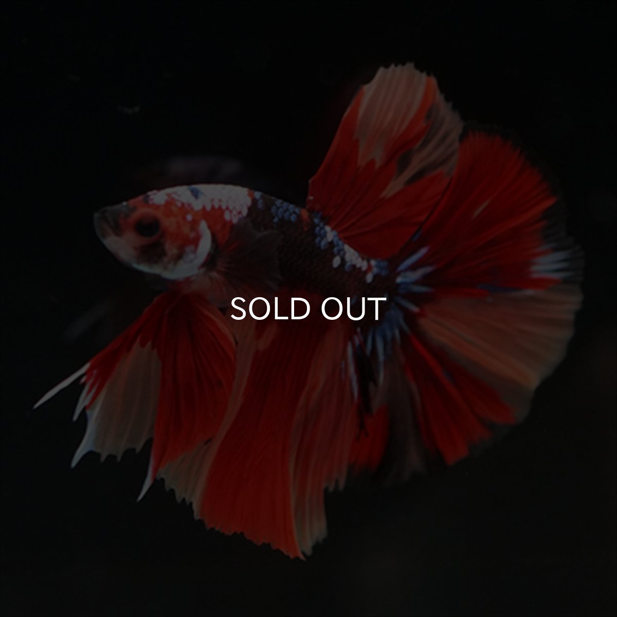 画像12: HM　キャンディ (12)