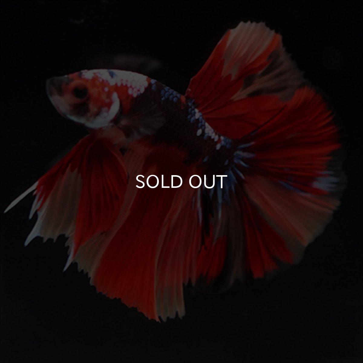 画像3: HM　キャンディ (3)