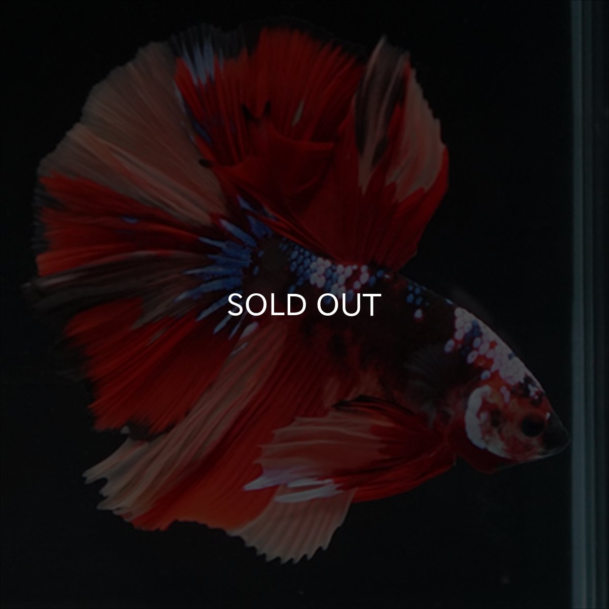 画像4: HM　キャンディ (4)