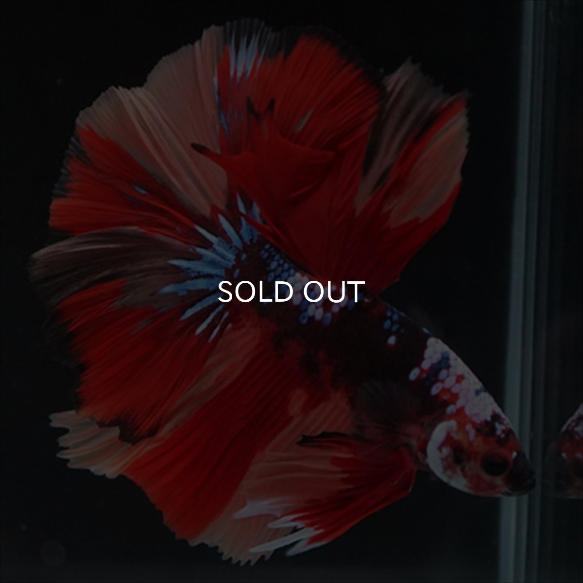 画像11: HM　キャンディ (11)