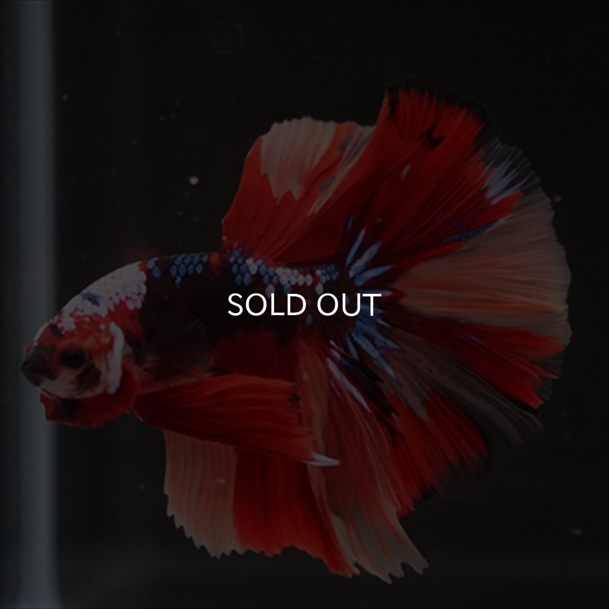 画像10: HM　キャンディ (10)