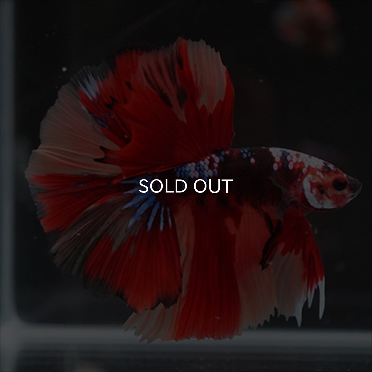 画像9: HM　キャンディ (9)