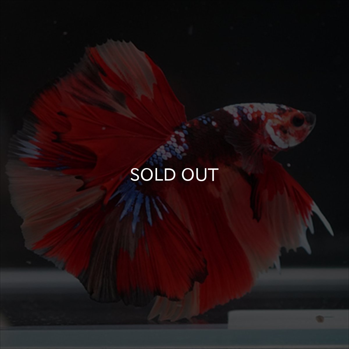 画像7: HM　キャンディ (7)