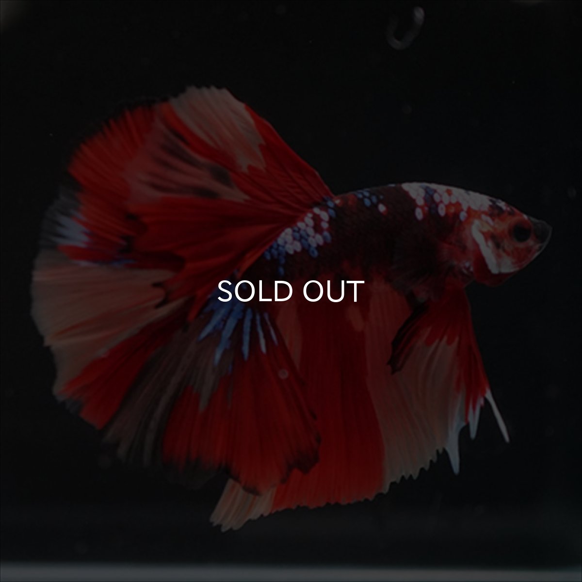 画像6: HM　キャンディ (6)