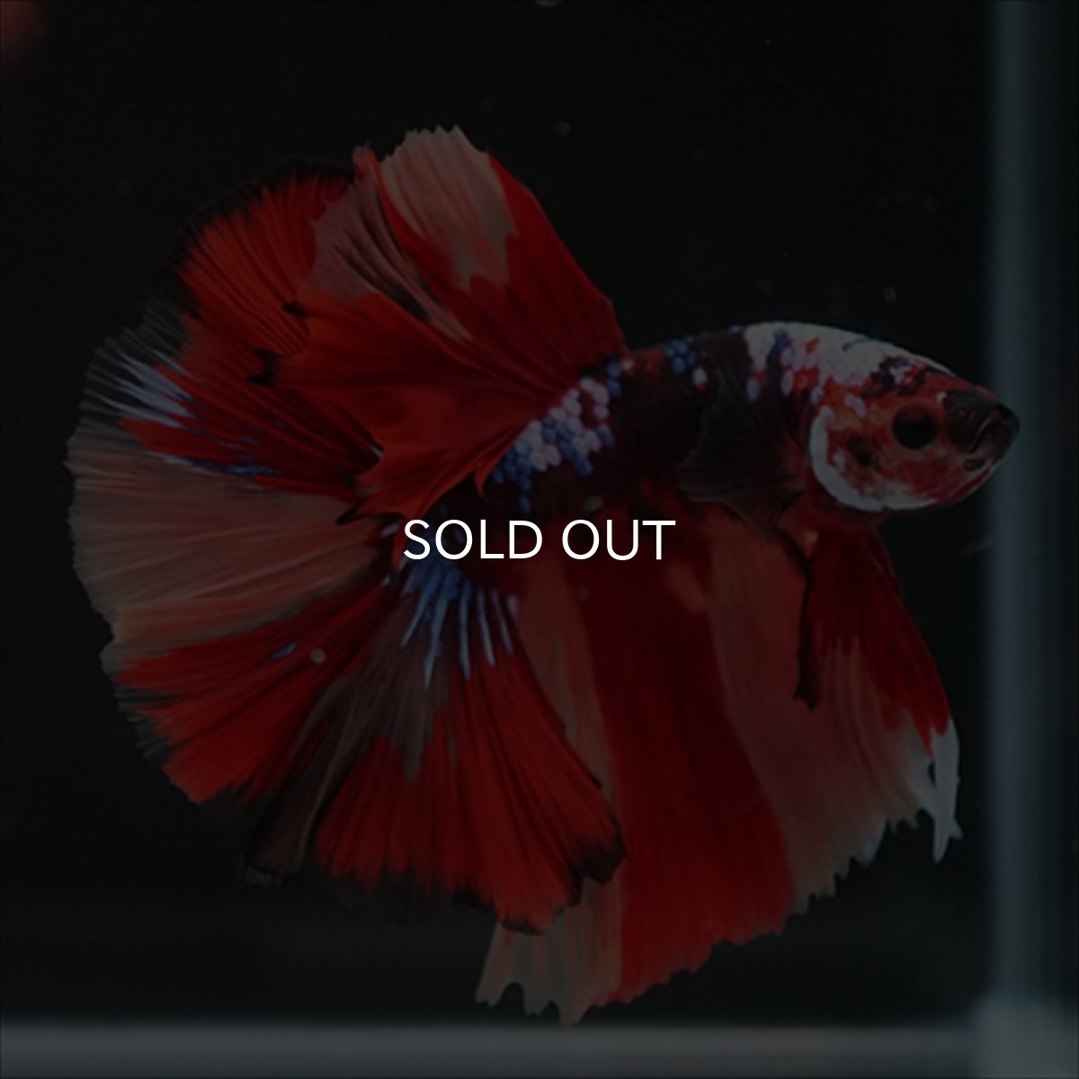 画像5: HM　キャンディ (5)