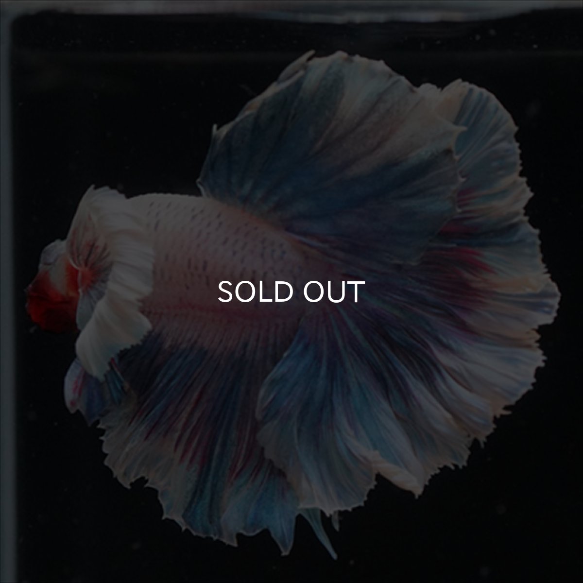 画像3: HM　ファンシー　ローズテールダンボ (3)