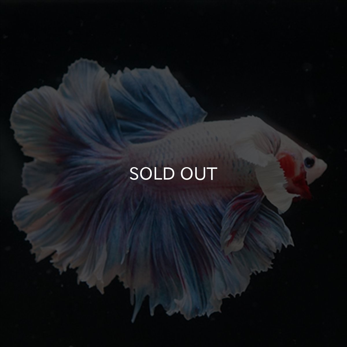 画像9: HM　ファンシー　ローズテールダンボ (9)