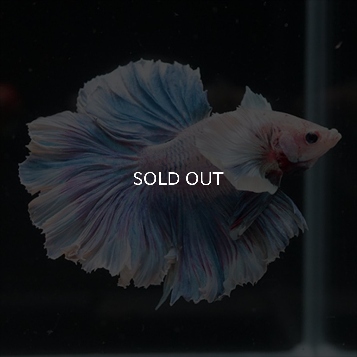 画像8: HM　ファンシー　ローズテールダンボ (8)