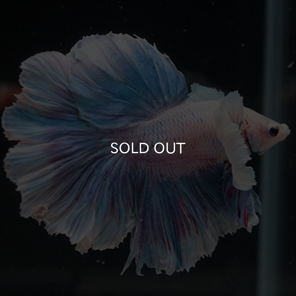 画像2: HM　ファンシー　ローズテールダンボ (2)