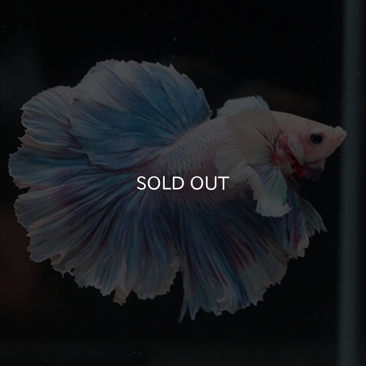 画像7: HM　ファンシー　ローズテールダンボ (7)