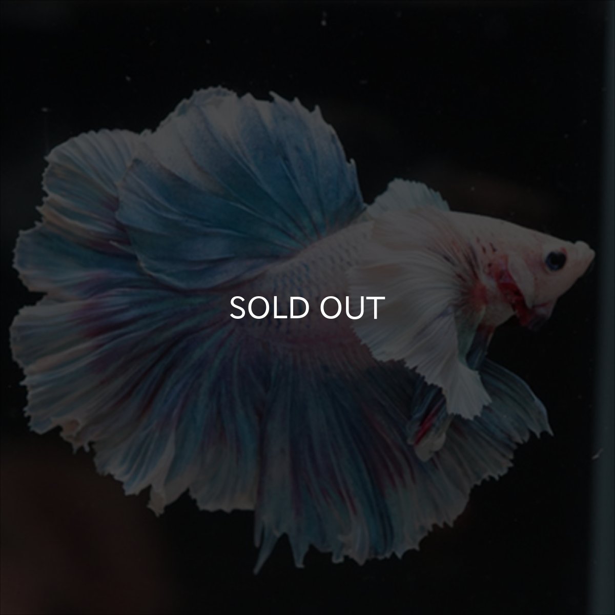 画像6: HM　ファンシー　ローズテールダンボ (6)