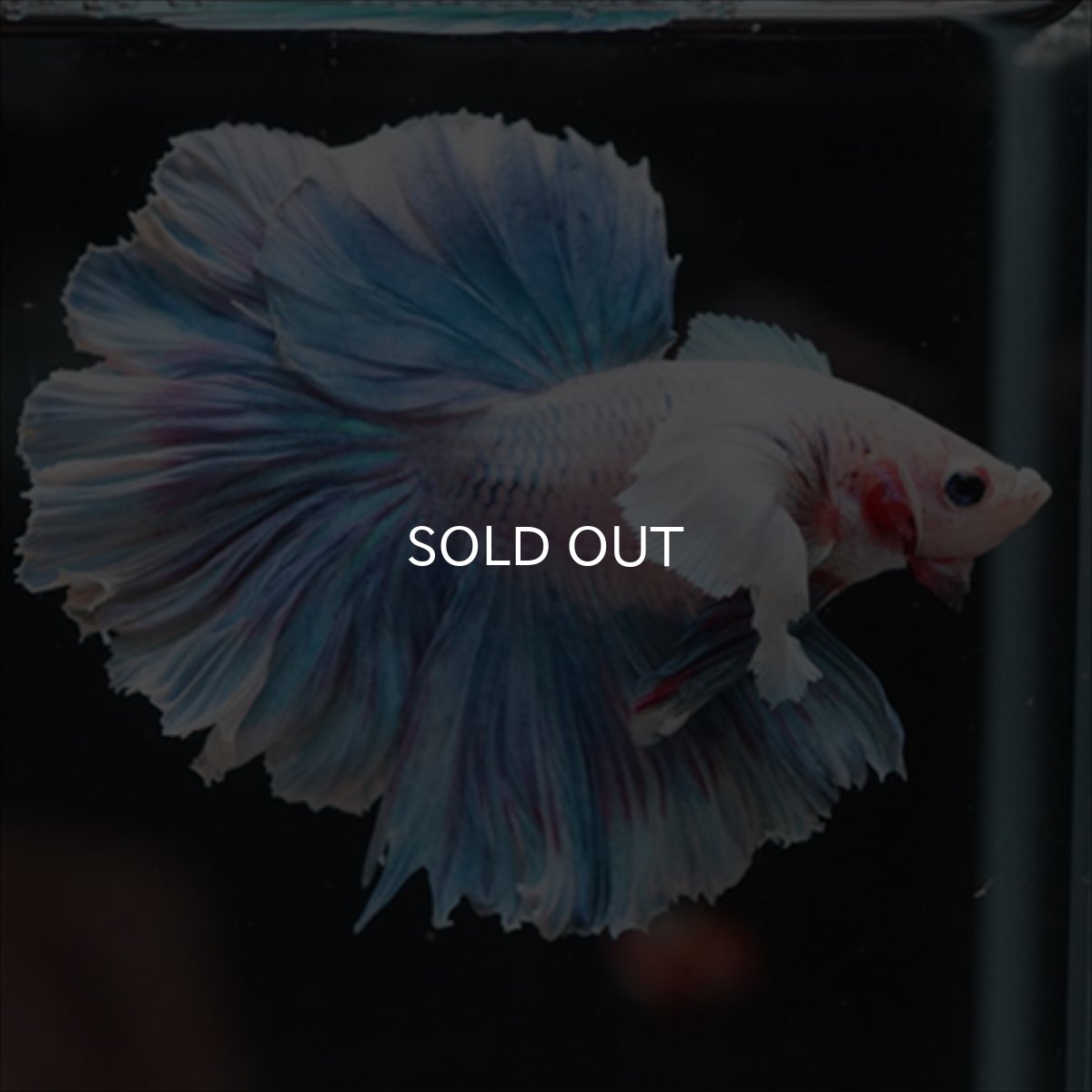 画像5: HM　ファンシー　ローズテールダンボ (5)