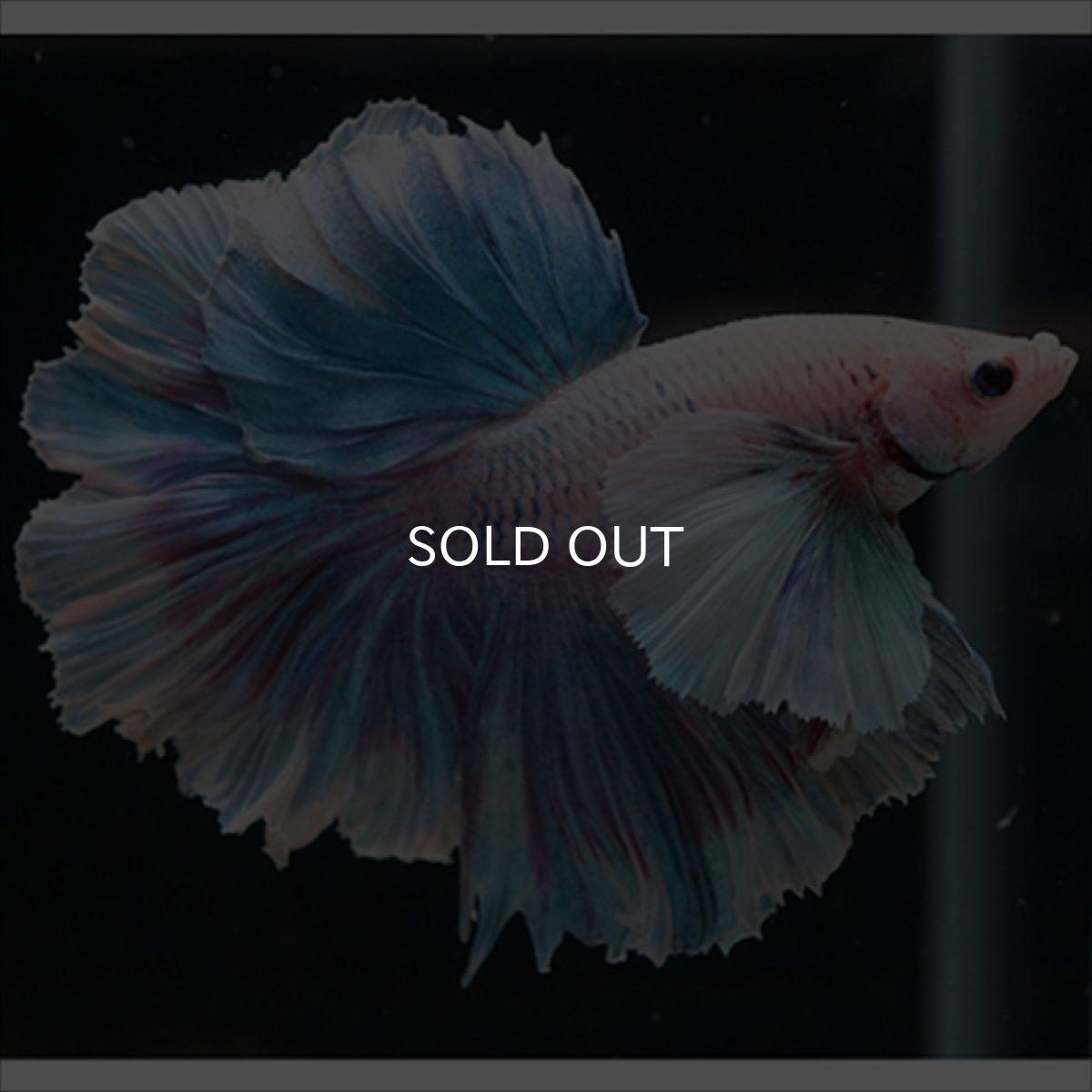 画像4: HM　ファンシー　ローズテールダンボ (4)