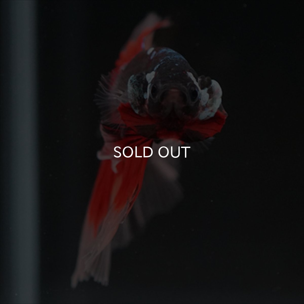 画像5: HM　ブラックキャンディ (5)