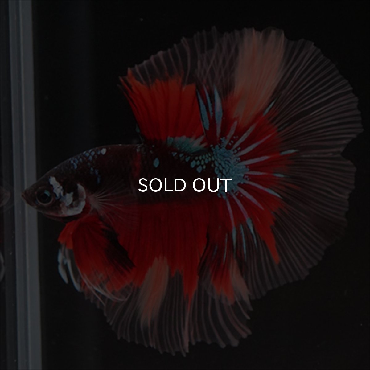 画像4: HM　ブラックキャンディ (4)