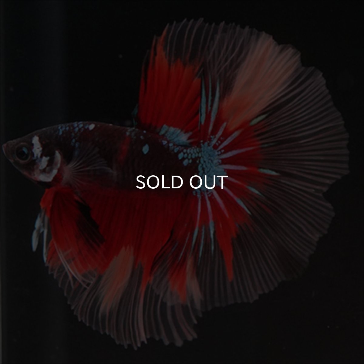 画像3: HM　ブラックキャンディ (3)