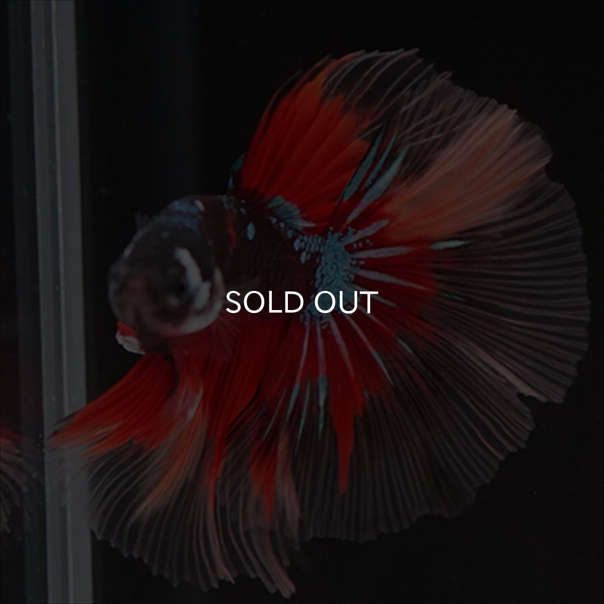 画像2: HM　ブラックキャンディ (2)