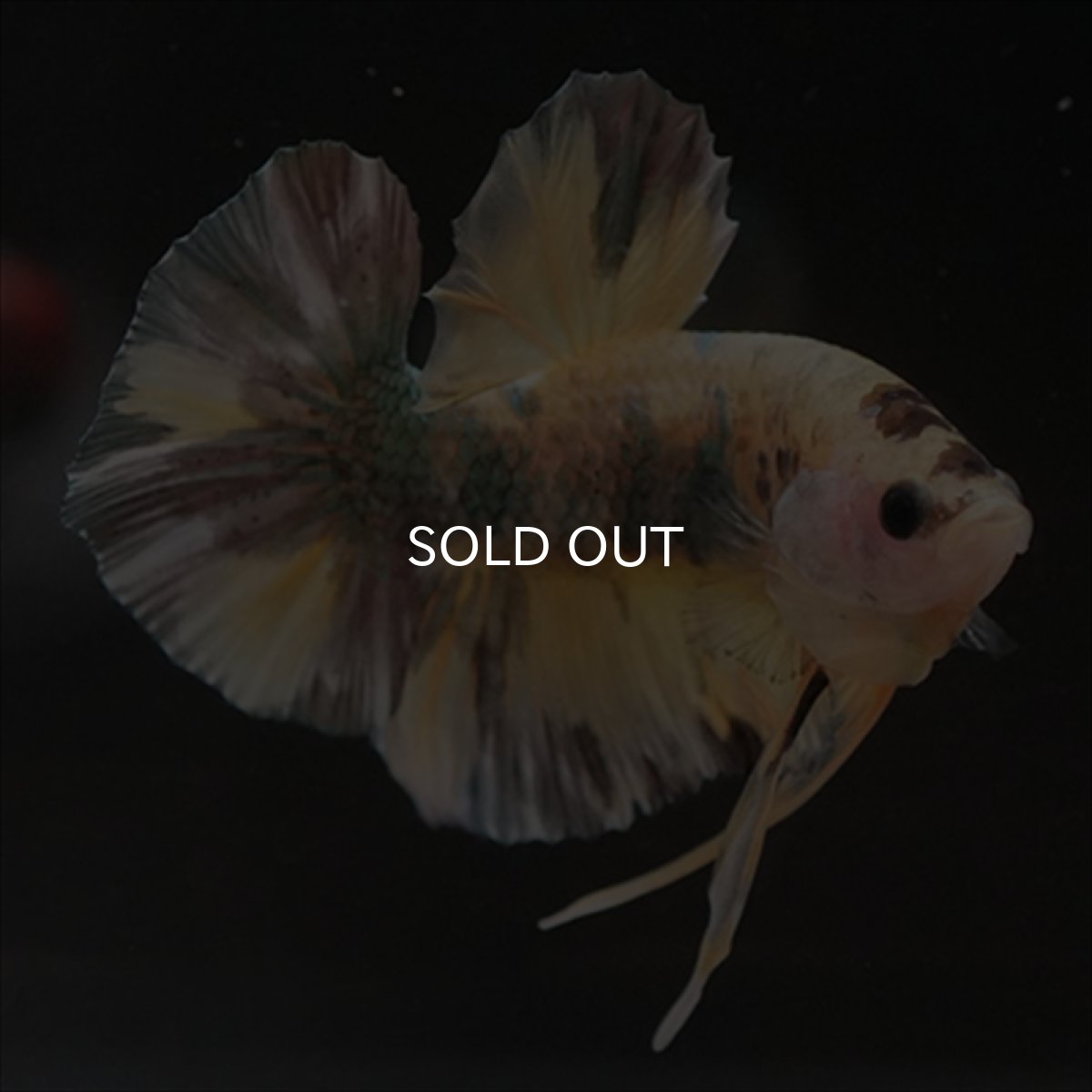 画像11: HMPK イエロー鯉カッパー (11)