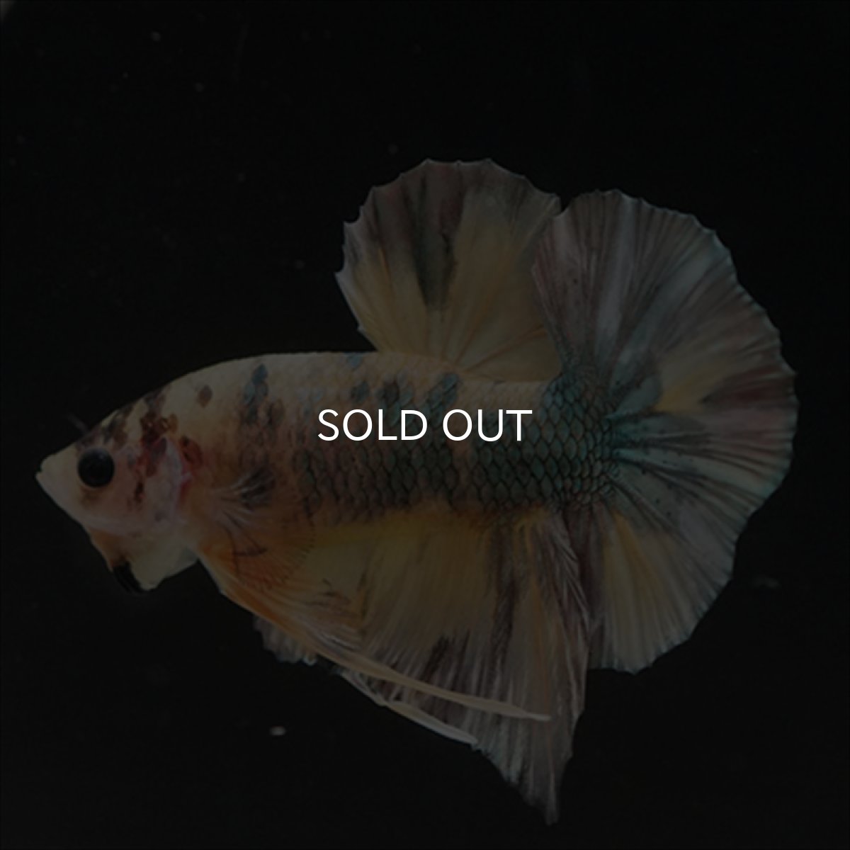 画像10: HMPK イエロー鯉カッパー (10)