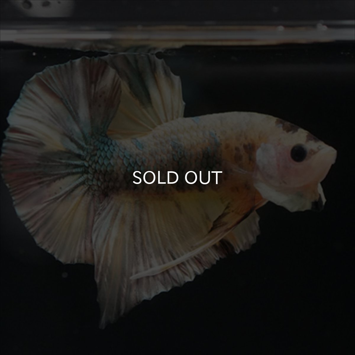 画像9: HMPK イエロー鯉カッパー (9)