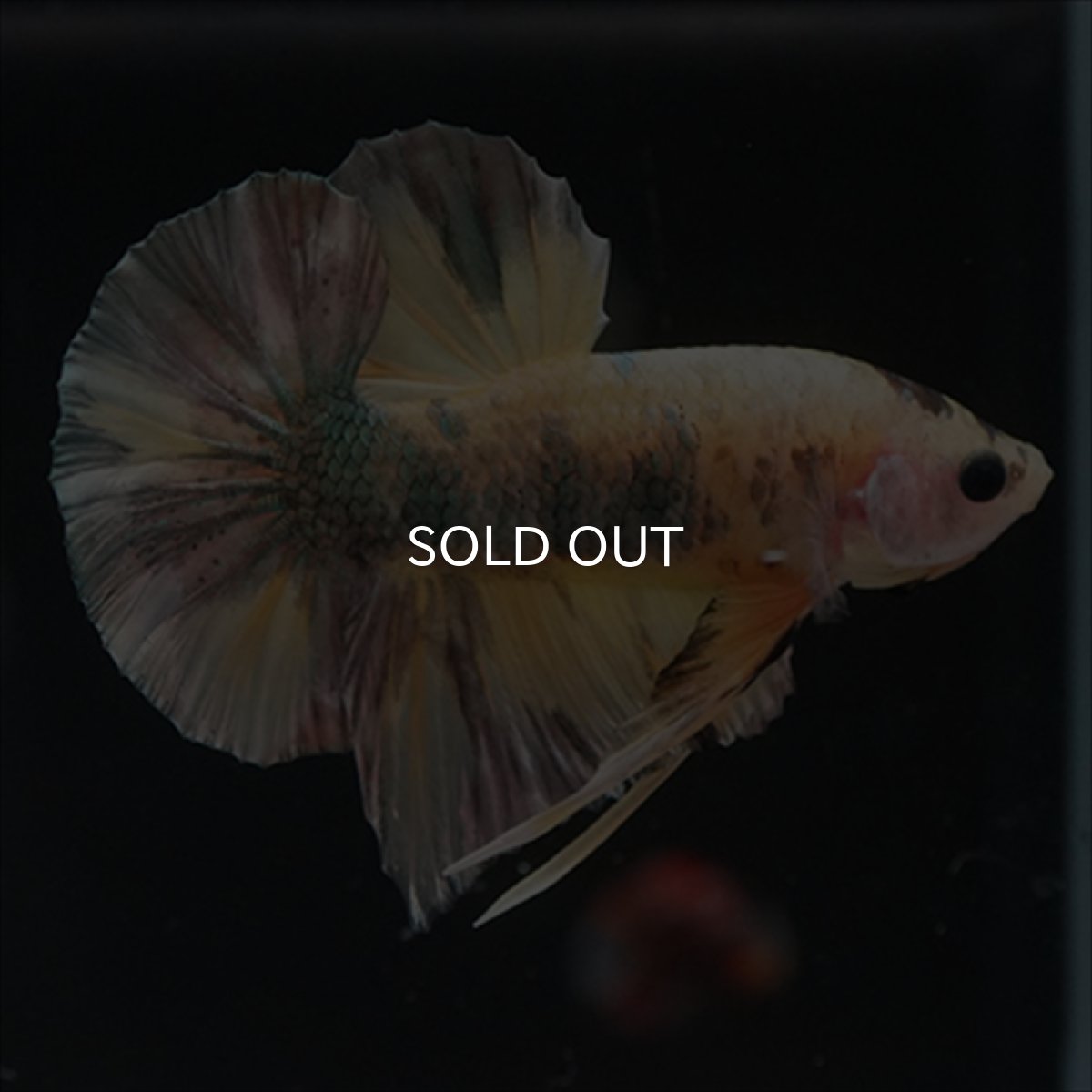 画像8: HMPK イエロー鯉カッパー (8)