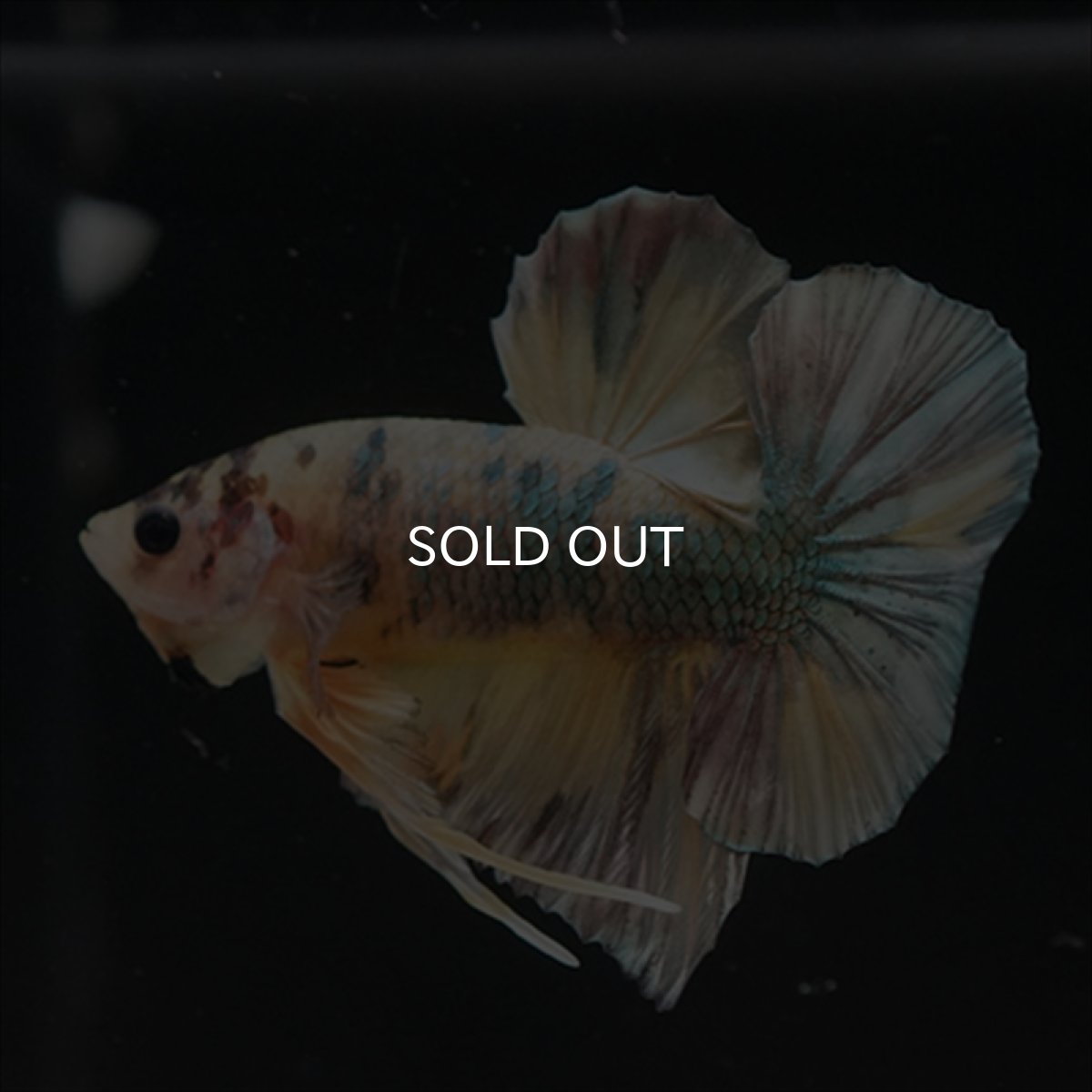 画像7: HMPK イエロー鯉カッパー (7)