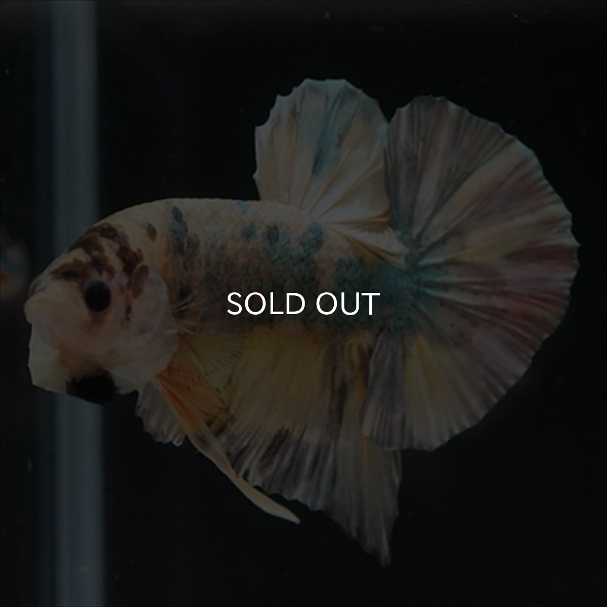 画像6: HMPK イエロー鯉カッパー (6)