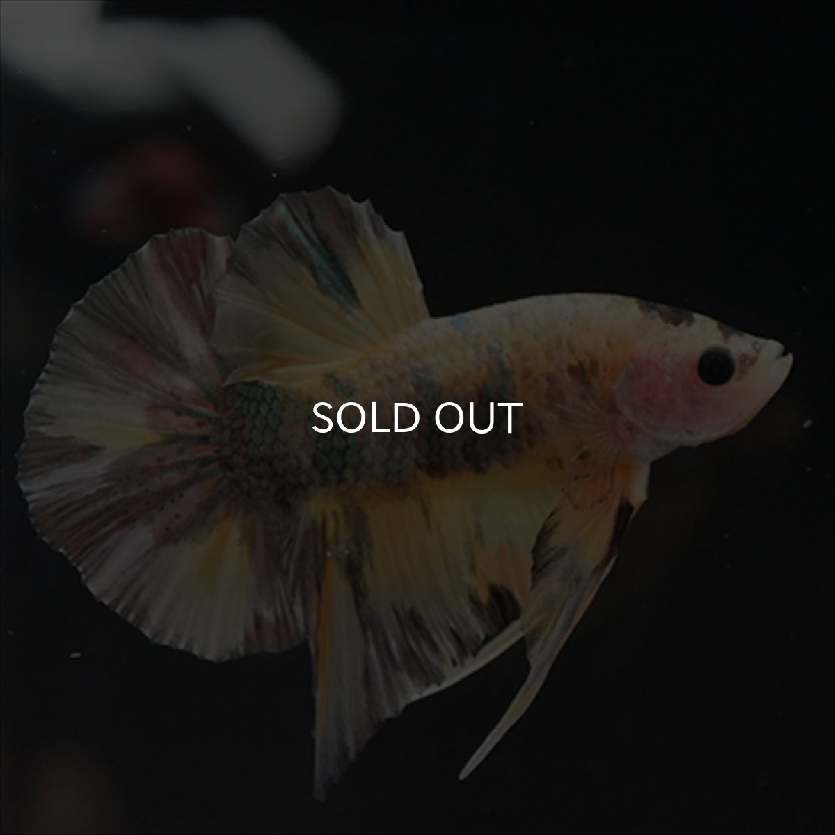 画像5: HMPK イエロー鯉カッパー (5)