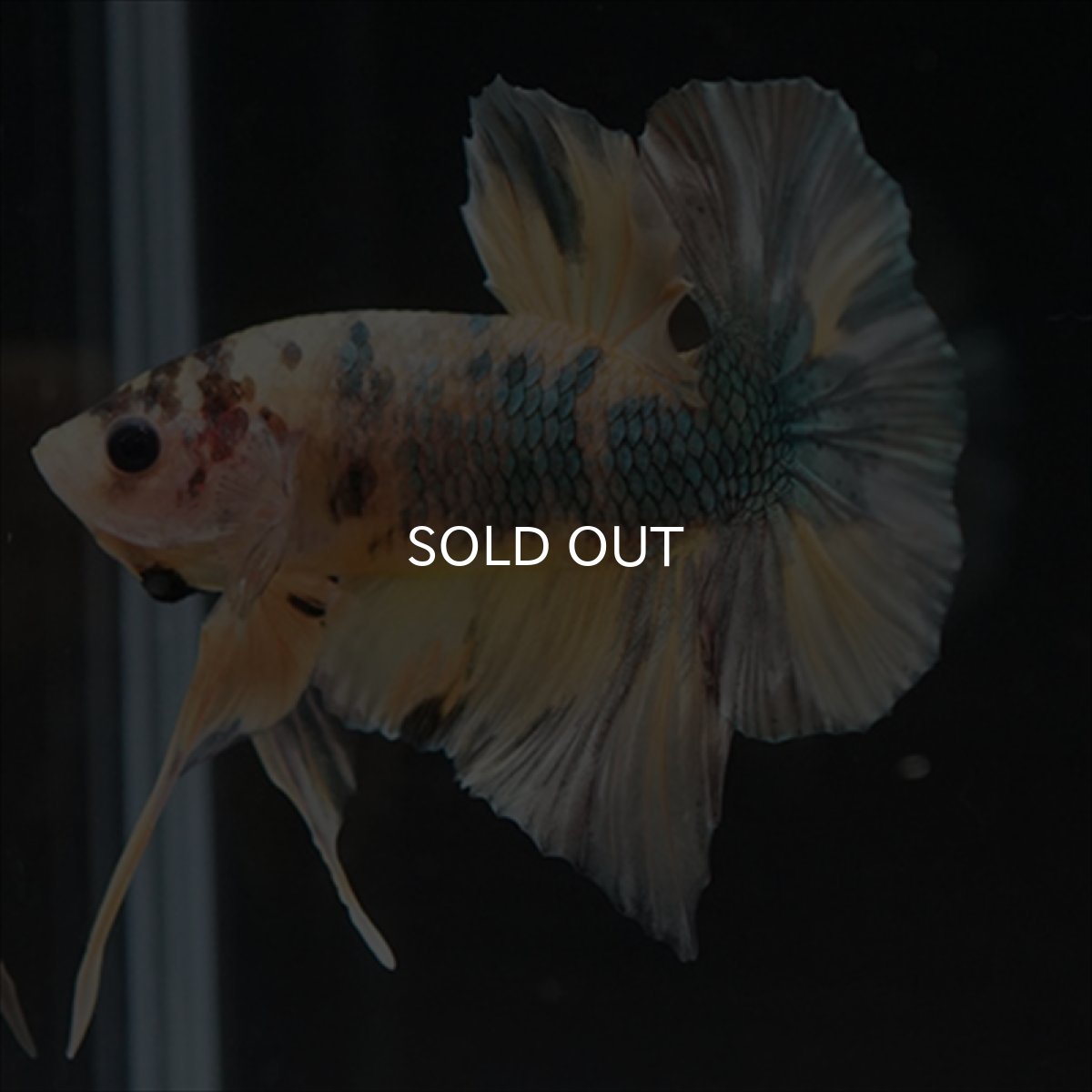 画像4: HMPK イエロー鯉カッパー (4)