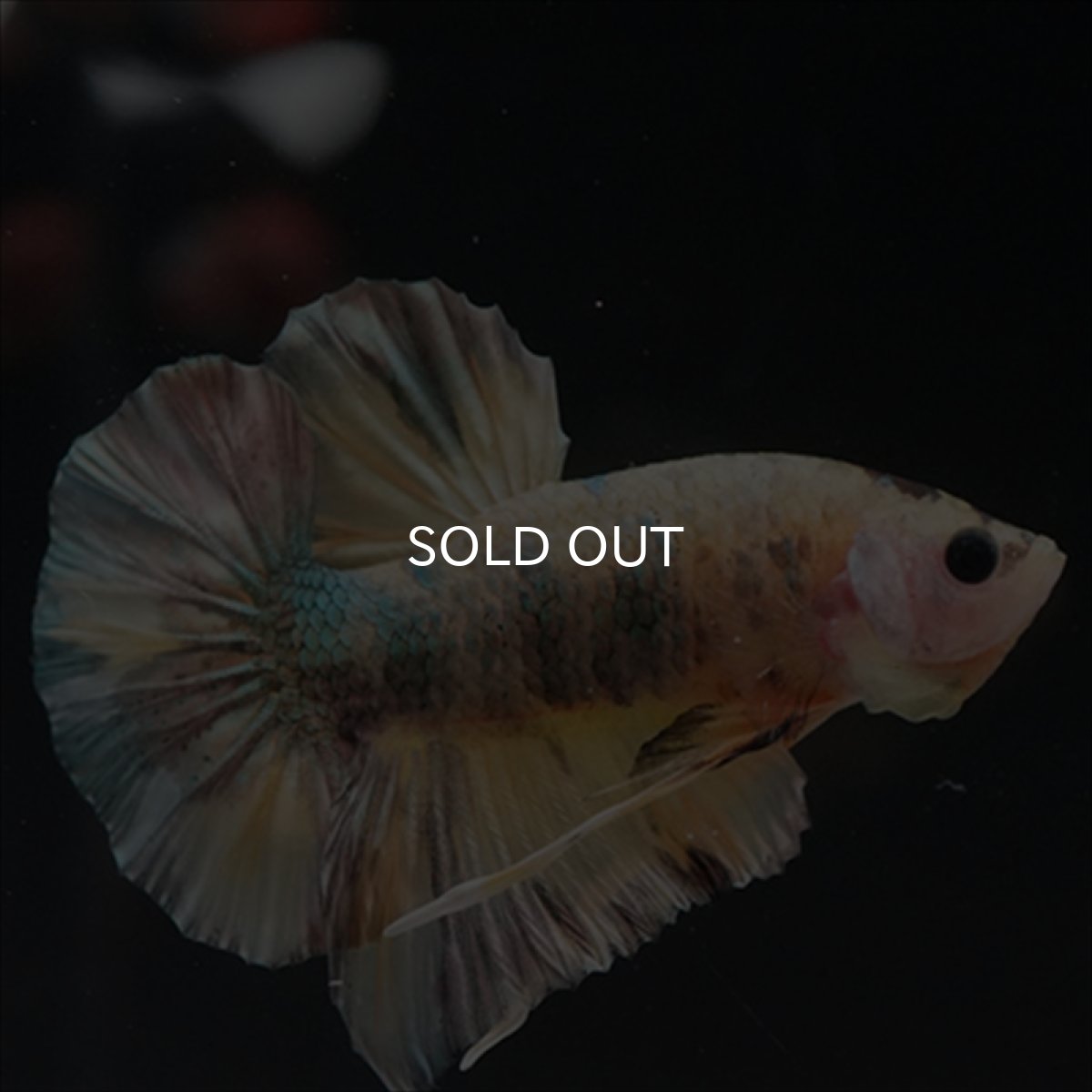 画像3: HMPK イエロー鯉カッパー (3)