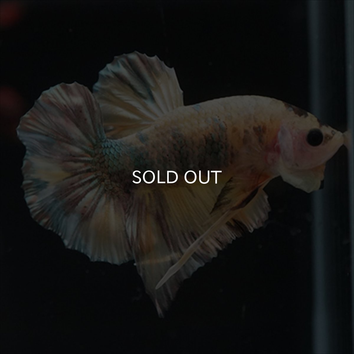 画像2: HMPK イエロー鯉カッパー (2)