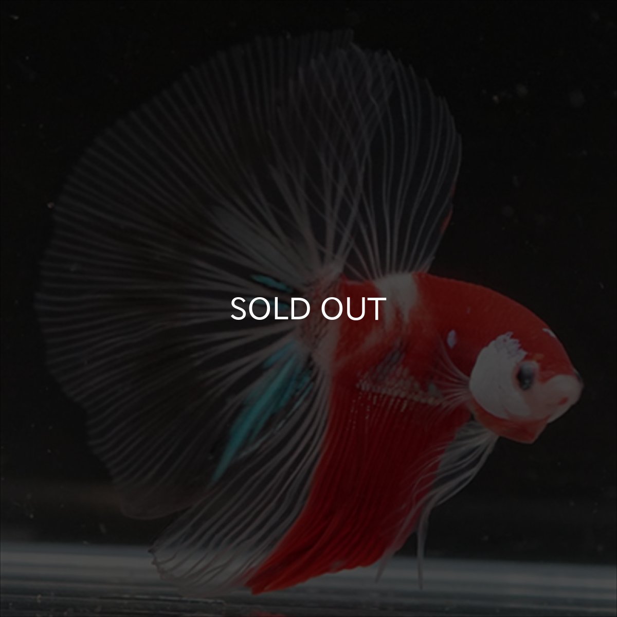 画像7: HM　鯉　クリアフィン (7)