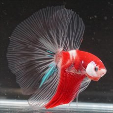 画像7: HM　鯉　クリアフィン (7)