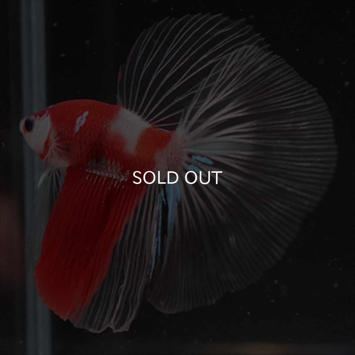 画像6: HM　鯉　クリアフィン (6)