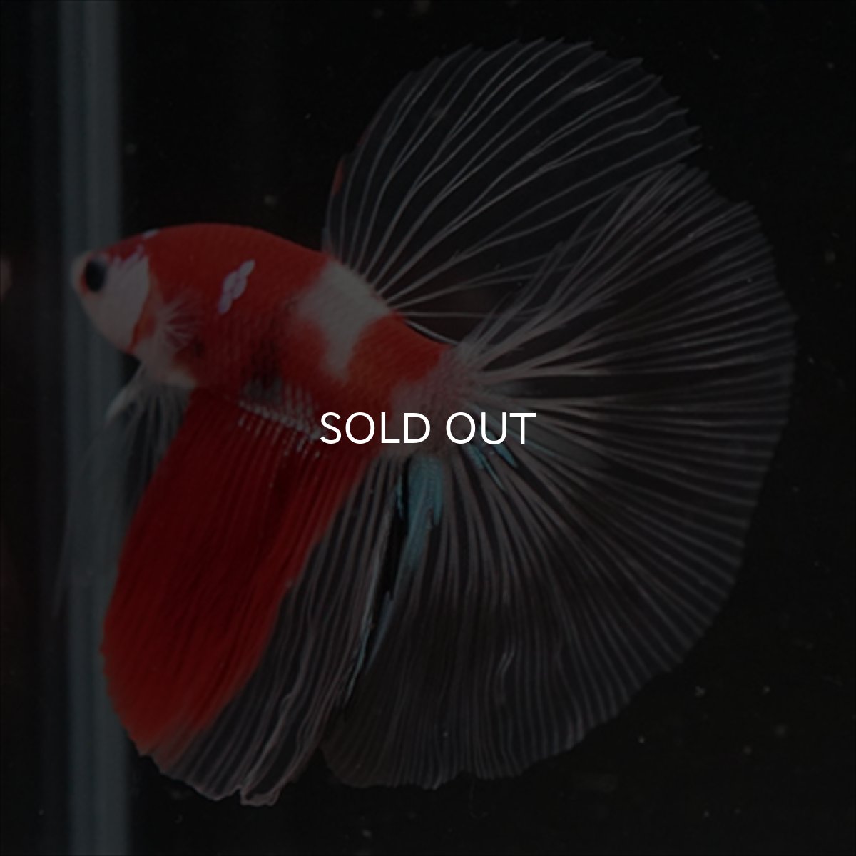 画像10: HM　鯉　クリアフィン (10)