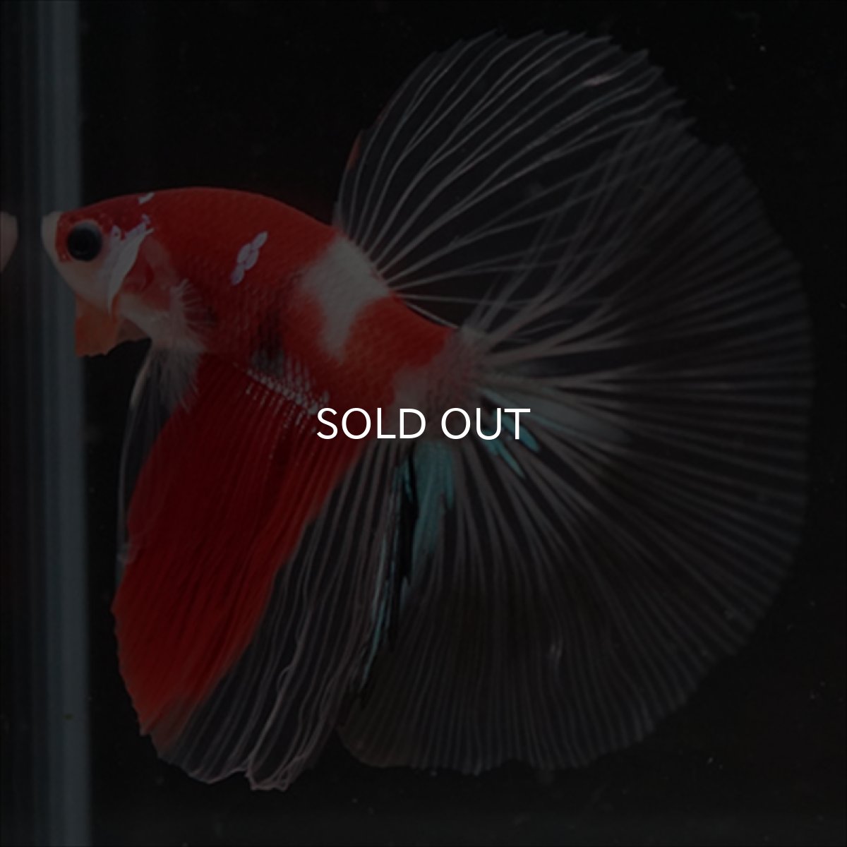 画像9: HM　鯉　クリアフィン (9)