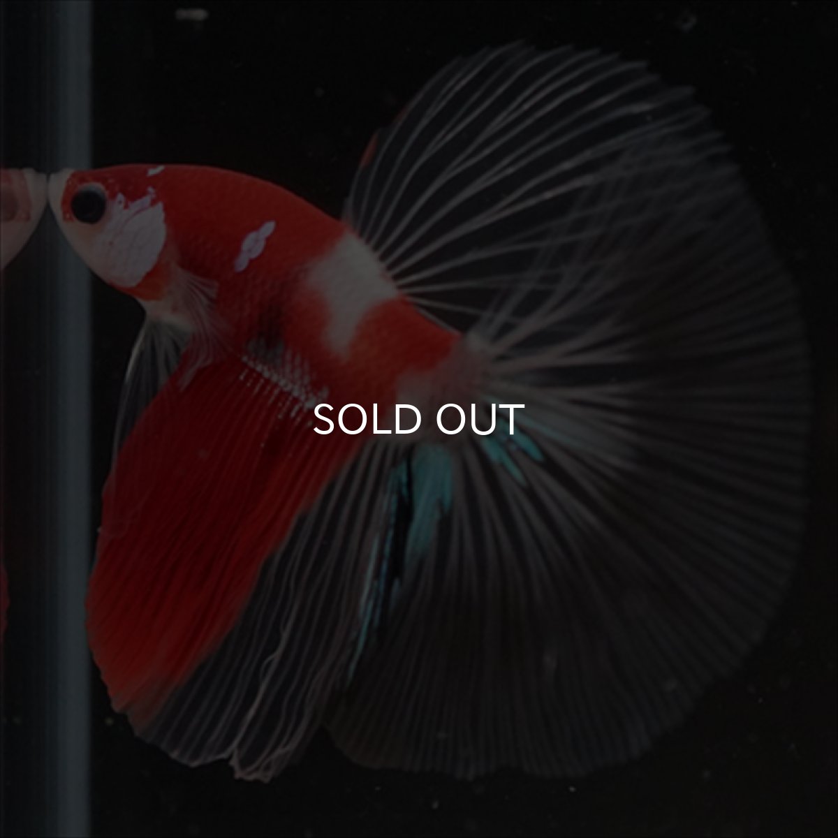 画像2: HM　鯉　クリアフィン (2)