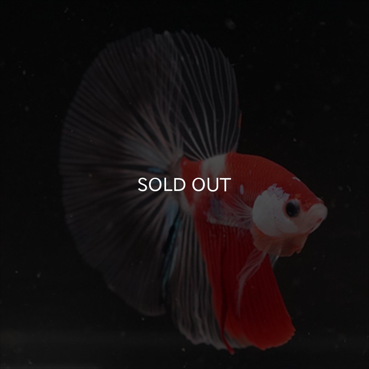 画像5: HM　鯉　クリアフィン (5)