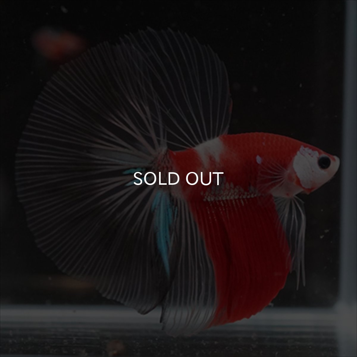 画像3: HM　鯉　クリアフィン (3)