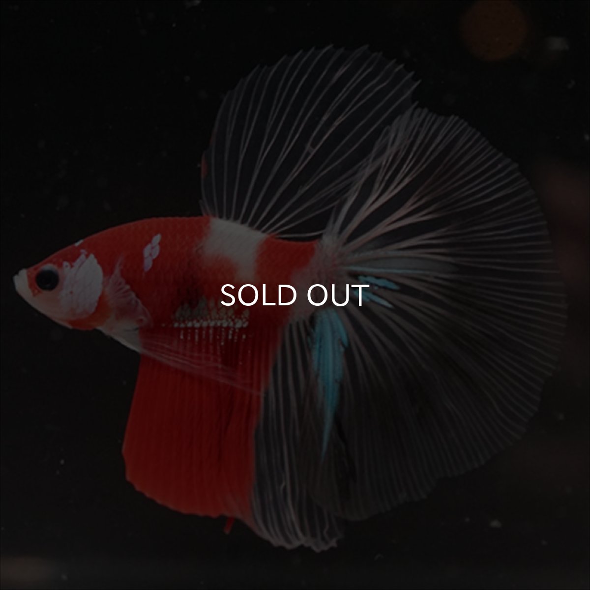 画像8: HM　鯉　クリアフィン (8)