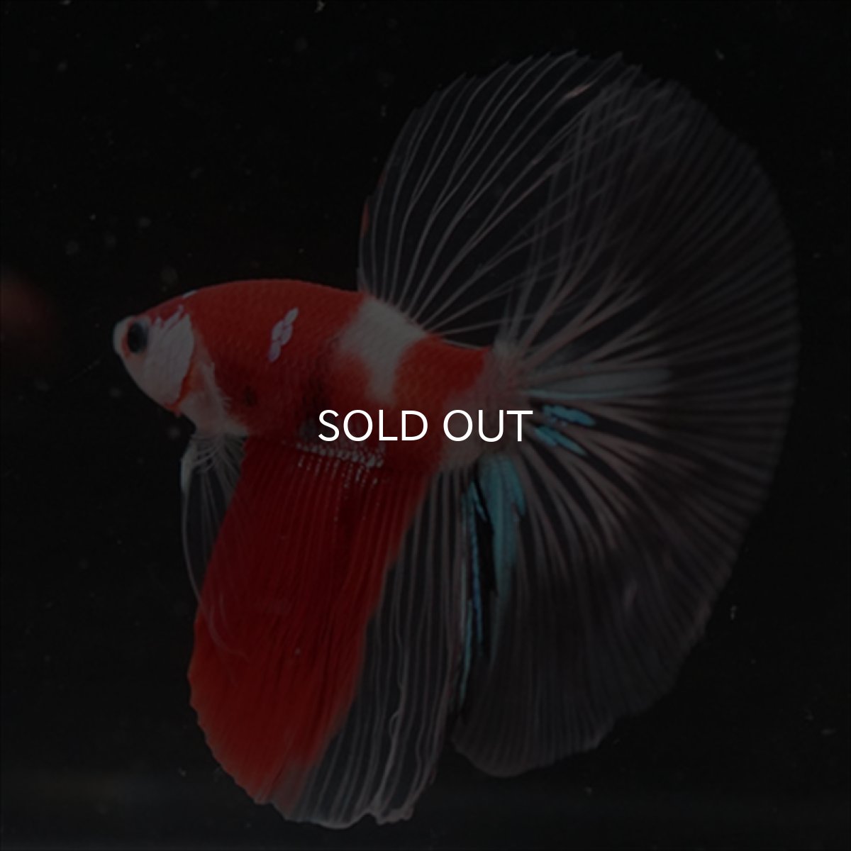 画像4: HM　鯉　クリアフィン (4)