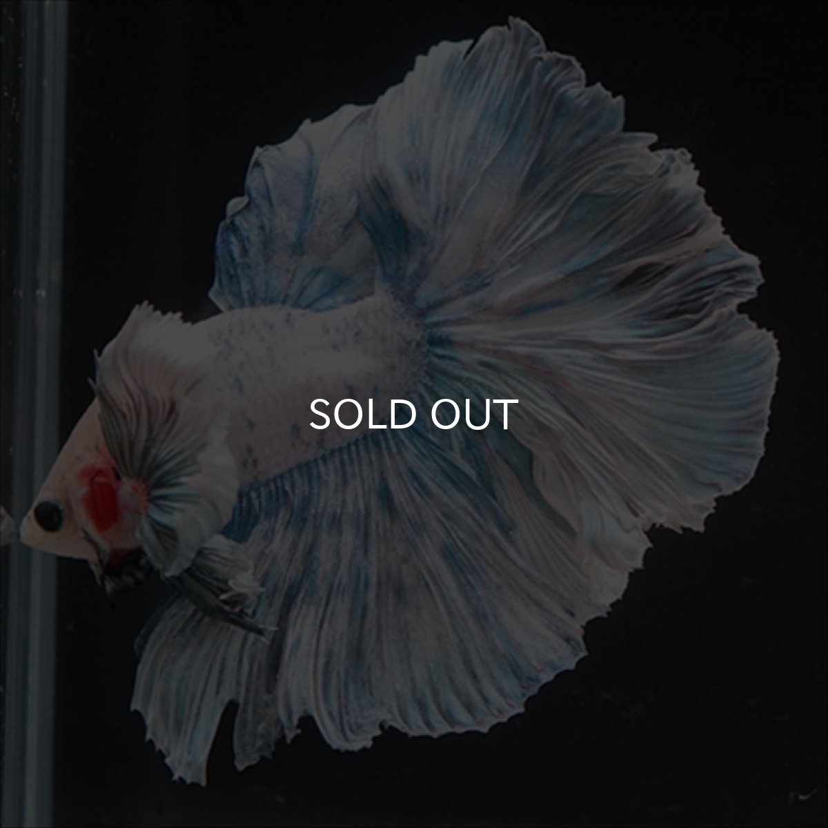 画像11: HM　ファンシーローズテール　ダンボ (11)